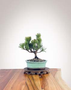 Mugo Pine (MP2208003)