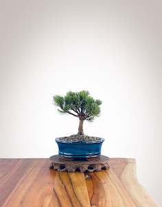 Mugo Pine (MP2208001)