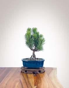 Mugo Pine (MP2204014)