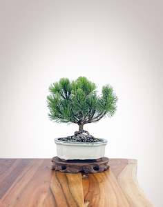 Mugo Pine (MP2204012)