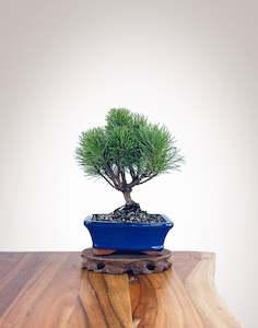 Mugo Pine (MP2204007)