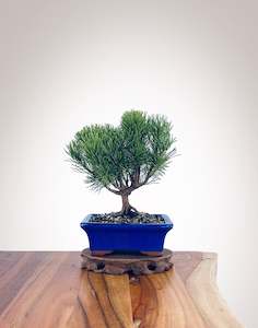Mugo Pine (MP2204006)