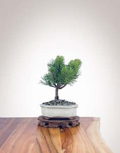 Mugo Pine (MP2204003)