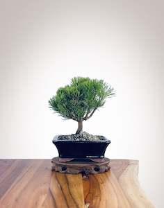 Mugo Pine (MP2204002)