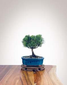 Mugo Pine (MP2204001)