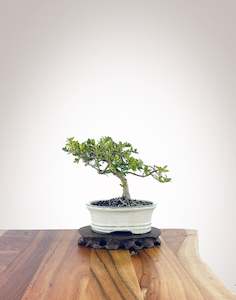 Mirror Tree (MT2301001)