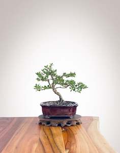 Mirror Tree (MT2212002)