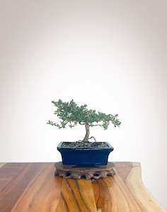 Mirror Tree (MT22100011)