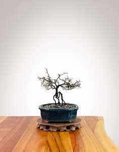 Corokia - NZ Native (2509009)