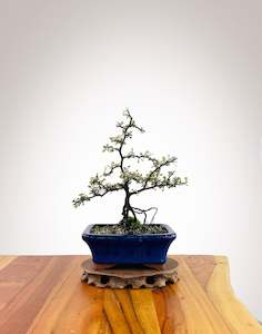 Corokia - NZ Native (2509007)