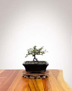 Corokia - NZ Native (2509005)