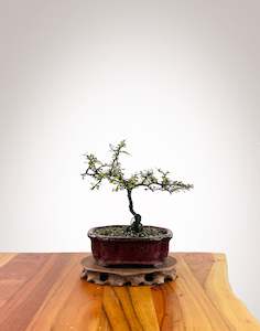 Corokia Nz Native: Corokia - NZ Native (2509003）