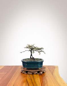 Corokia - NZ Native (2509002)