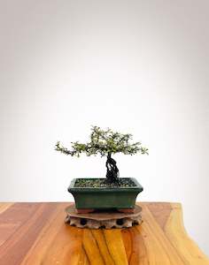 Corokia - NZ Native (2509001)