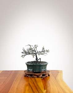 Corokia - NZ Native (2501003)