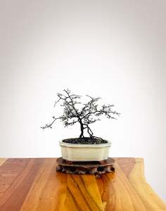 Corokia - NZ Native (2501001)