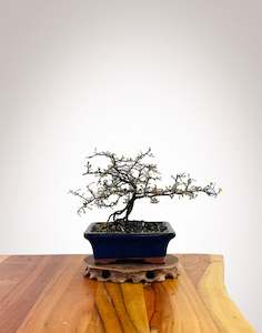 Corokia - NZ Native (XS070)