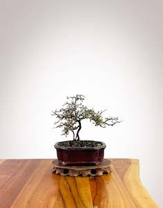 Corokia - NZ Native (XS064)