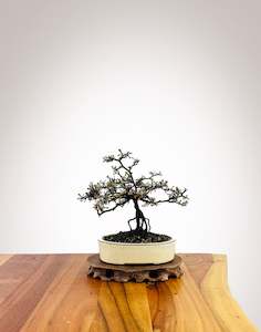 Corokia - NZ Native (XS059)