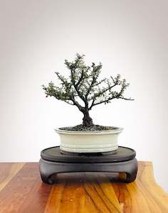 Cotoneaster (CT2504001)