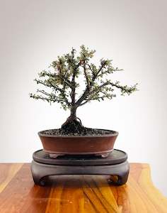 Cotoneaster (CT2501006)