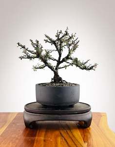 Cotoneaster (CT2501004)