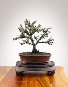 Cotoneaster (CT2501002)