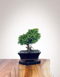 Norway Spruce (NS2111016)