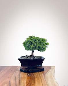 Norway Spruce (NS2111015)