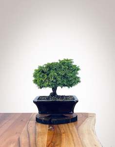 Norway Spruce (NS2111012)