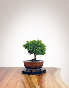 Norway Spruce (NS2110016)