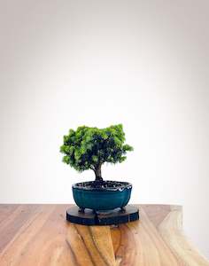 Norway Spruce (NS2110011)