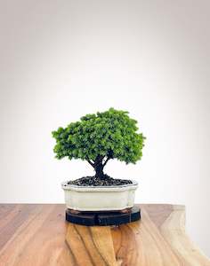 Norway Spruce (NS2110010)