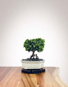 Norway Spruce (NS2110007)