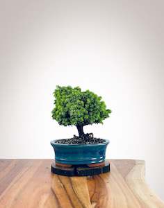 Norway Spruce (NS2110006)