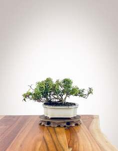 English Ivy (EI2310006)