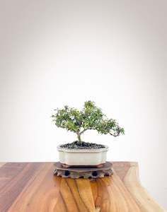 English Ivy (EI2310003)