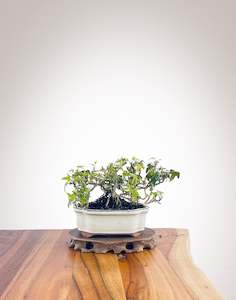 English Ivy (EI2308007)