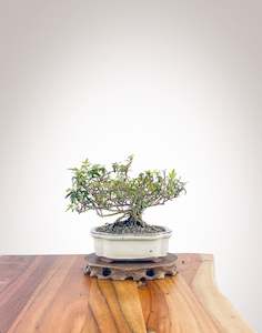 English Ivy (EI2308006)