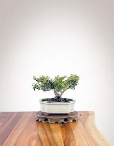 English Ivy (EI2308005)