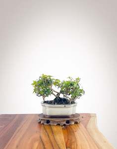 English Ivy (EI2308004)