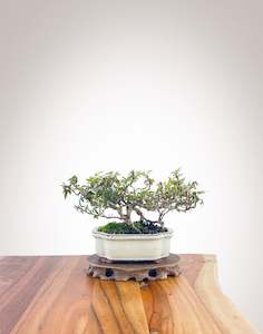 English Ivy (EI2308002)