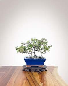 English Ivy (EI2301007)