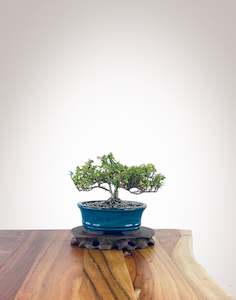 English Ivy (EI2301003)