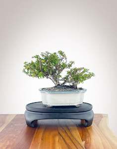 English Ivy (EI2301002)