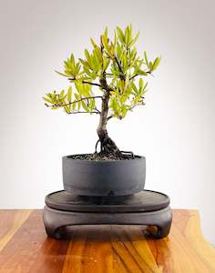 Firethorn (FT2501003)