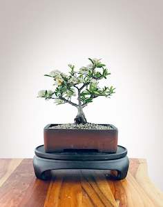 Firethorn (FT2409002)