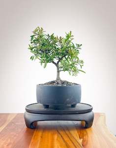 Firethorn (FT2402003)