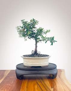 Firethorn (FT2401001)