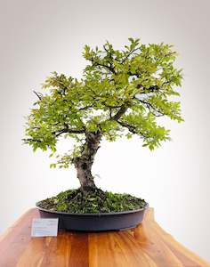 Premium Bonsai: Lacebark Chinese Elm